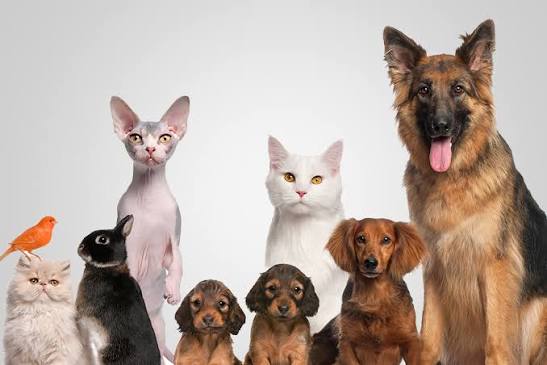 Evcil Hayvan Sahiplerinin Rehberi: Mutlu ve Sağlıklı Dostlar İçin İpuçları