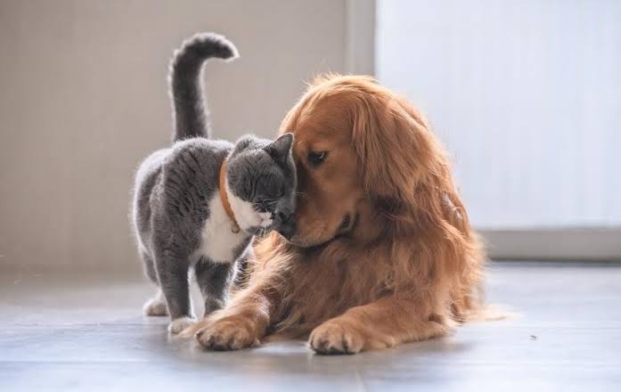 Evcil Hayvan Sahiplerinin Sık Yaptığı 7 Hata: Dostlarımızın Sağlığı İçin Kaçınılması Gerekenler