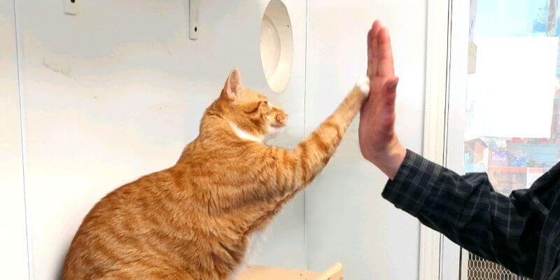 Kedi Eğitimi