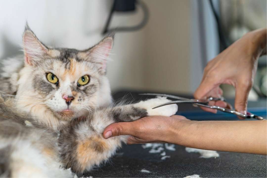 Kedi Kuaförü & Bakım