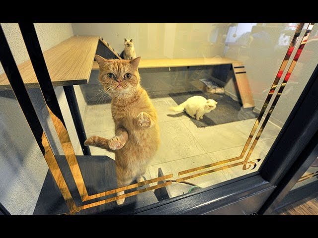 Kedi Oteli