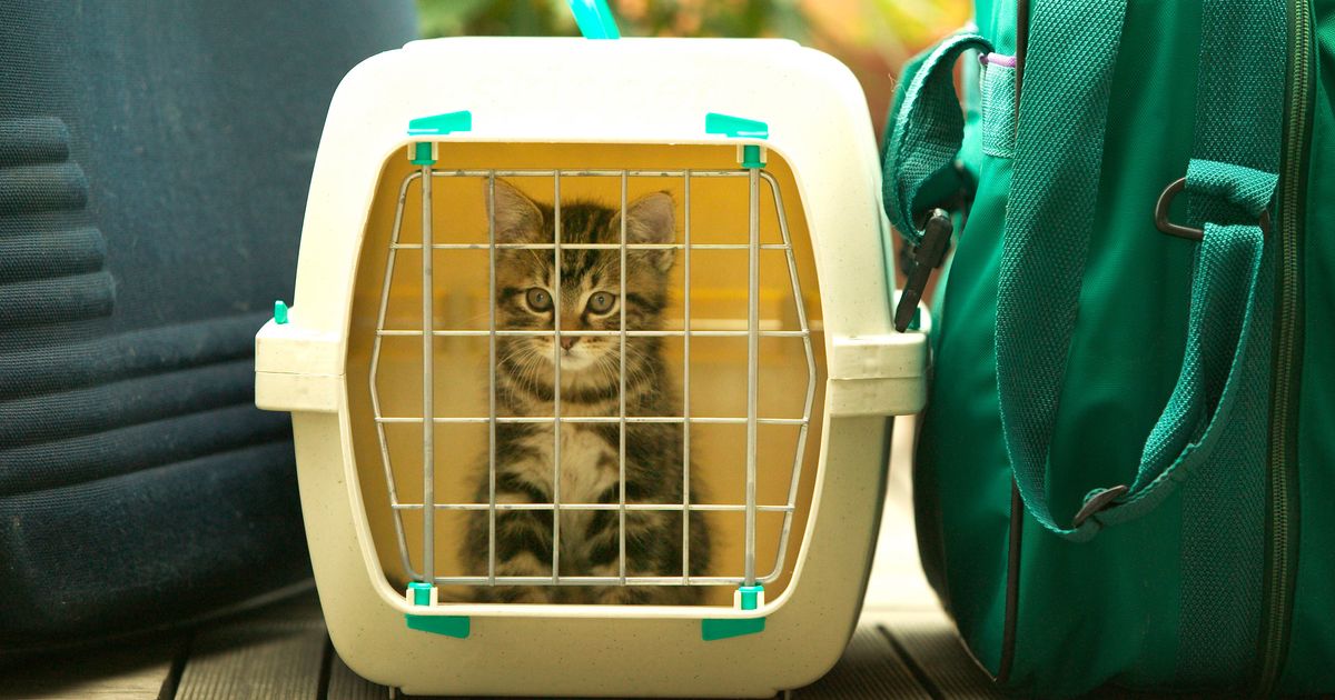 Kedi Taşıma