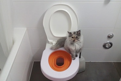 Kedi Tuvalet Eğitimi