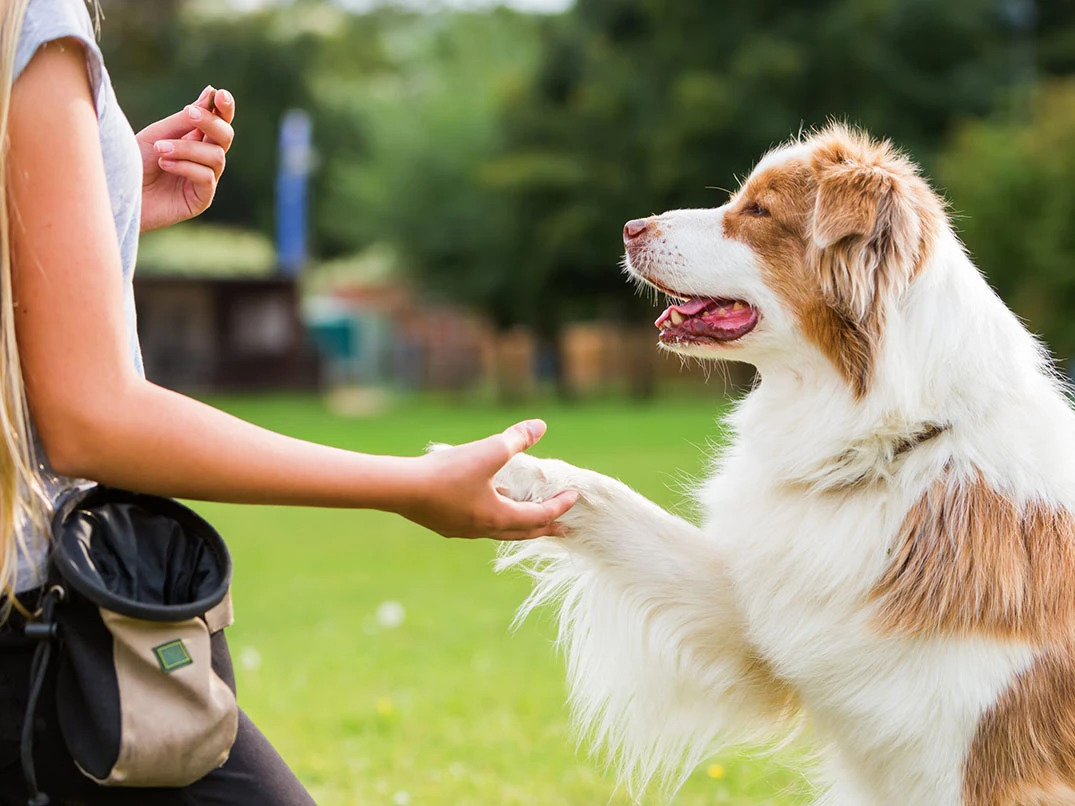 Köpek Eğitimi