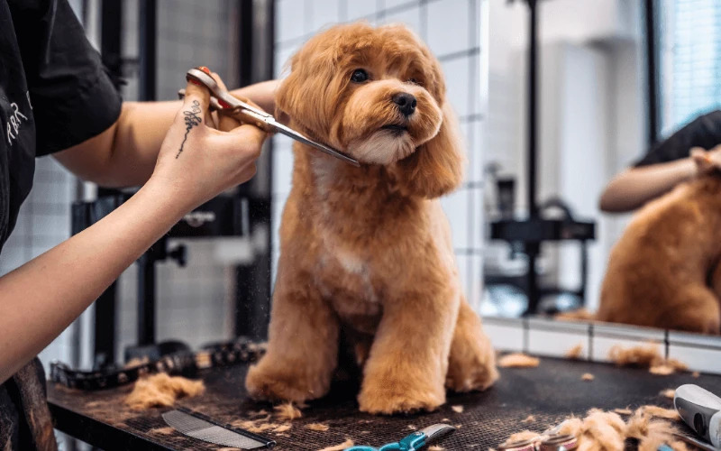 Köpek Kuaförü & Bakım