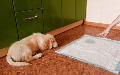 Köpek Tuvalet Eğitimi